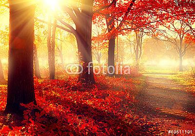 Őszi jelenet. Gyönyörű őszi park napfényben (fotótapéta) - vászonkép, falikép otthonra és irodába