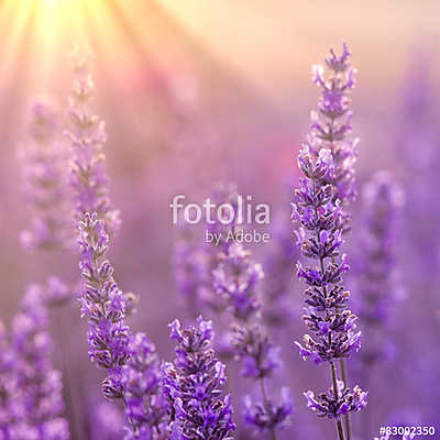 Lavender (fotótapéta) - vászonkép, falikép otthonra és irodába