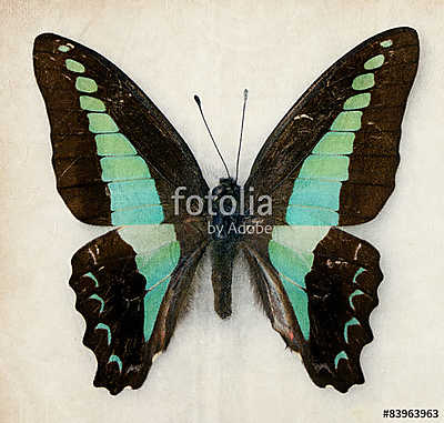 butterfly (poszter) - vászonkép, falikép otthonra és irodába
