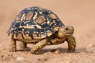 Leopárd teknős lassan, homokos, védőhéjjal járva (bögre) - vászonkép, falikép otthonra és irodába