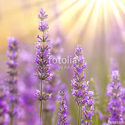 Lavender (többrészes kép) - vászonkép, falikép otthonra és irodába