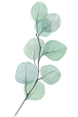 eucalyptus twig watercolor illustration (fotótapéta) - vászonkép, falikép otthonra és irodába