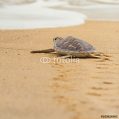 Hawksbill tengeri teknős a tengerparton, Thaiföldön. (keretezett kép) - vászonkép, falikép otthonra és irodába