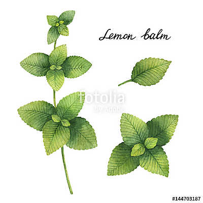 Hand drawn watercolor botanical illustration of Lemon balm. (keretezett kép) - vászonkép, falikép otthonra és irodába