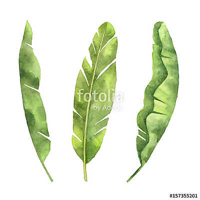 Watercolor set of banana leaf isolated on white background. (poszter) - vászonkép, falikép otthonra és irodába