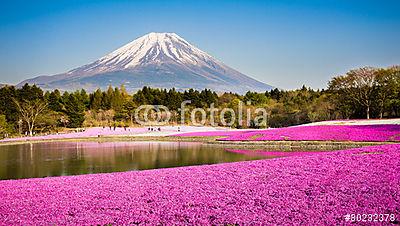 moha phlox a mount fuji-val a háttérben (keretezett kép) - vászonkép, falikép otthonra és irodába