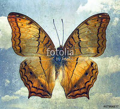 butterfly (bögre) - vászonkép, falikép otthonra és irodába