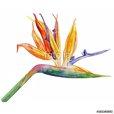 Bird of paradise flower, Strelitzia reginae, crane flower hand d (fotótapéta) - vászonkép, falikép otthonra és irodába