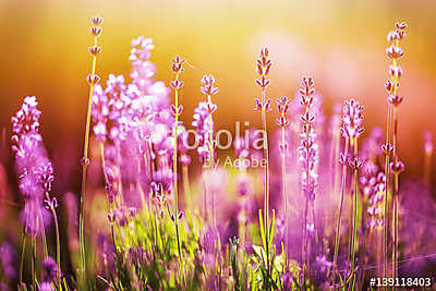 The rainbow of nature (poszter) - vászonkép, falikép otthonra és irodába