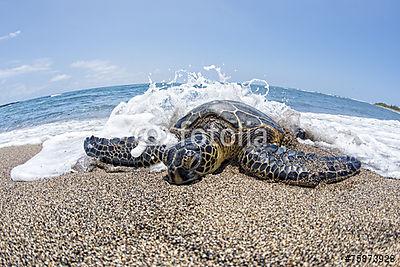 Zöld teknős a homokos strandon Hawaii-ban (bögre) - vászonkép, falikép otthonra és irodába