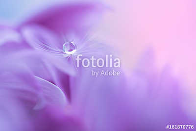 The seed of a dandelion with water drop on purple flower. Macro  (keretezett kép) - vászonkép, falikép otthonra és irodába