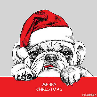 The poster of portrait bulldog in the santas hat. Vector illustr (poszter) - vászonkép, falikép otthonra és irodába