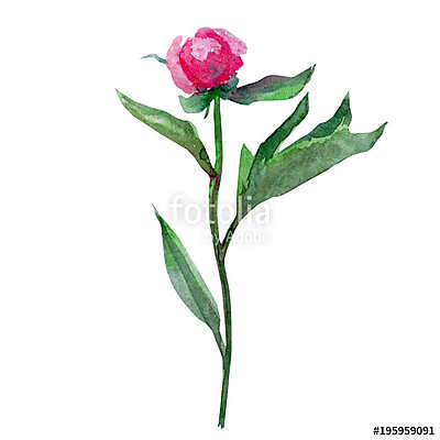 Watercolor peony flower, bud hand drawn illustration isolated on (többrészes kép) - vászonkép, falikép otthonra és irodába