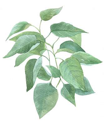 leaf sprig of lilac watercolor illustration (vászonkép óra) - vászonkép, falikép otthonra és irodába