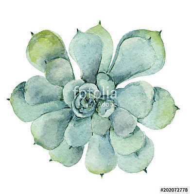 succulent in watercolor (poszter) - vászonkép, falikép otthonra és irodába