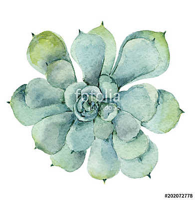 succulent in watercolor (keretezett kép) - vászonkép, falikép otthonra és irodába