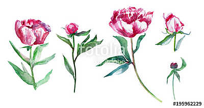 Watercolor pink peony flower set, bud, leaf hand drawn painting  (vászonkép óra) - vászonkép, falikép otthonra és irodába