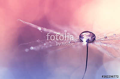 Dandelion with water drop on pink blue background with bokeh. Be (bögre) - vászonkép, falikép otthonra és irodába