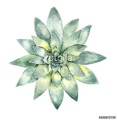 succulent in watercolor (fotótapéta) - vászonkép, falikép otthonra és irodába