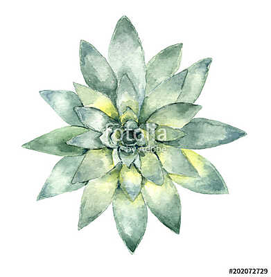 succulent in watercolor (többrészes kép) - vászonkép, falikép otthonra és irodába