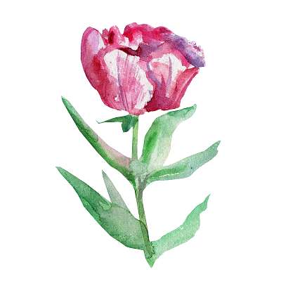 Watercolor pink peony flower, green leaf hand drawn painting ill (bögre) - vászonkép, falikép otthonra és irodába