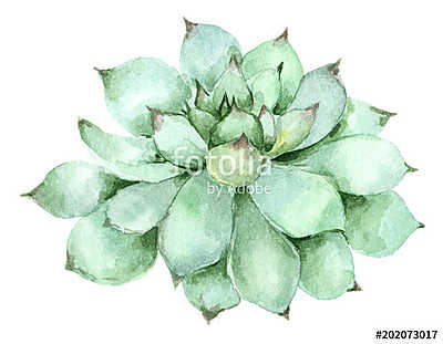 succulent in watercolor (bögre) - vászonkép, falikép otthonra és irodába