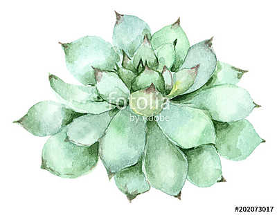 succulent in watercolor (fotótapéta) - vászonkép, falikép otthonra és irodába