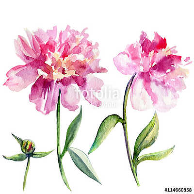 Watercolor peony flower, bud hand drawn illustration isolated on (poszter) - vászonkép, falikép otthonra és irodába