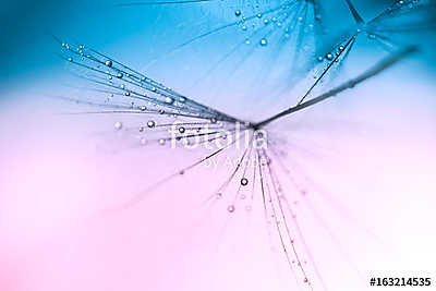 Dandelion close up small water drops on a pink blue background.  (vászonkép óra) - vászonkép, falikép otthonra és irodába