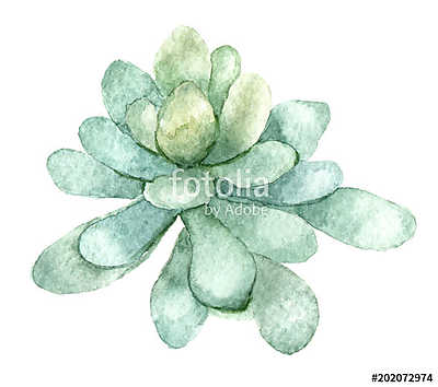 succulent in watercolor (fotótapéta) - vászonkép, falikép otthonra és irodába