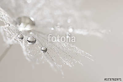 Macro of dandelion with silver drops of dew. Selective focus (fotótapéta) - vászonkép, falikép otthonra és irodába