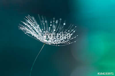 Water drop on a dandelion seed. Dandelion closeup. (poszter) - vászonkép, falikép otthonra és irodába