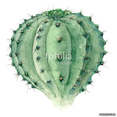 Cactus in watercolor (fotótapéta) - vászonkép, falikép otthonra és irodába