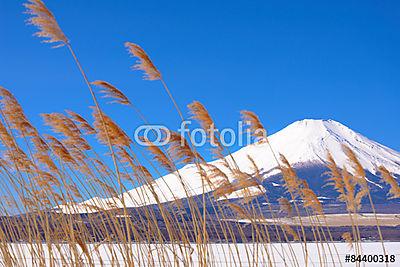 Mountain Fuji a füvön virágokkal elfújva az előtérben (bögre) - vászonkép, falikép otthonra és irodába