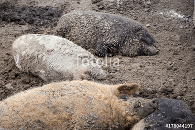 Mangalica magyar disznó fajta (többrészes kép) - vászonkép, falikép otthonra és irodába