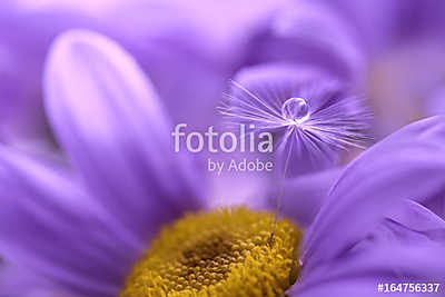 The seed of a dandelion with water drop on purple flower. Beauti (poszter) - vászonkép, falikép otthonra és irodába