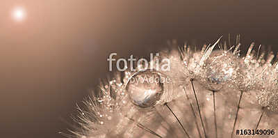 Dandelion with drops of gold and sunlight. Beautiful artwork mac (poszter) - vászonkép, falikép otthonra és irodába