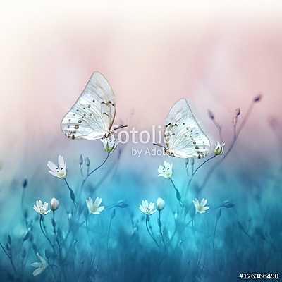 Two beautiful white butterfly on small white flowers on blurred  (vászonkép óra) - vászonkép, falikép otthonra és irodába