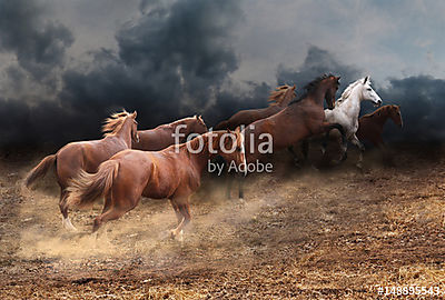 A lovak állományának gyors futása a sztyeppen keresztül (keretezett kép) - vászonkép, falikép otthonra és irodába