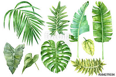 Set of tropical watercolor leaves (fotótapéta) - vászonkép, falikép otthonra és irodába