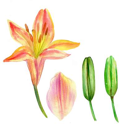 Lily flower, petal, bud watercolor hand drawn botanical illustra (fotótapéta) - vászonkép, falikép otthonra és irodába