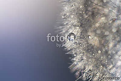 Silver water drops on the dandelion in the backlight. Dandelion  (többrészes kép) - vászonkép, falikép otthonra és irodába