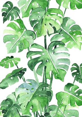 Monstera leaves background. Beautiful watercolor pattern made of (poszter) - vászonkép, falikép otthonra és irodába