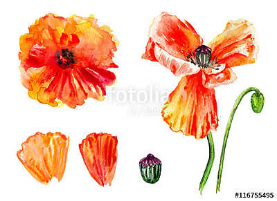 Watercolor red poppy, wild flower isolated on white background,  (poszter) - vászonkép, falikép otthonra és irodába