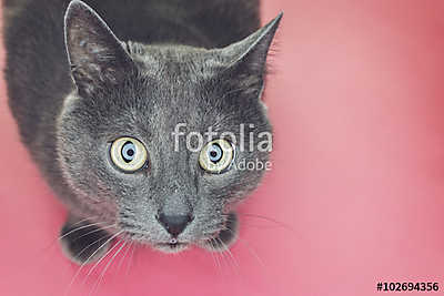 Macska figyel a kamerába (bögre) - vászonkép, falikép otthonra és irodába
