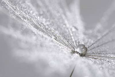 A silver drop on the dandelion seed. Abstract macro. Can be used (fotótapéta) - vászonkép, falikép otthonra és irodába