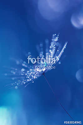 Dandelion with drops of water and a beautiful bokeh on a blue ba (poszter) - vászonkép, falikép otthonra és irodába