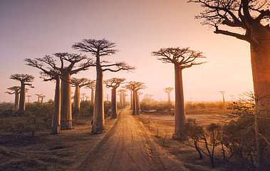 Csodás naplemente Madagaszkáron majomkenyérfákkal (bögre) - vászonkép, falikép otthonra és irodába