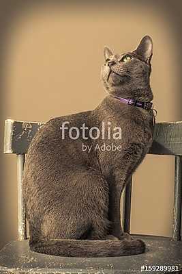 Macska a széken (fotótapéta) - vászonkép, falikép otthonra és irodába