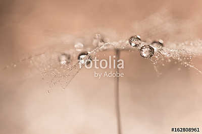 Drops on dandelions up close. Abstract photo with the dandelion. (vászonkép óra) - vászonkép, falikép otthonra és irodába